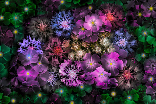 Texas botanical photography artwork featuring layered pink, violet, and green wildflowers created through lightbox photography and composited floral studies