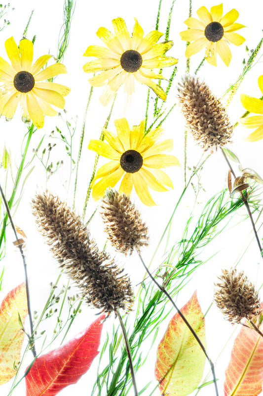 Fine art lightbox photograph of dried Crimson Clover, Black-Eyed Susans, prairie grasses, and autumn leaves arranged on a white background.