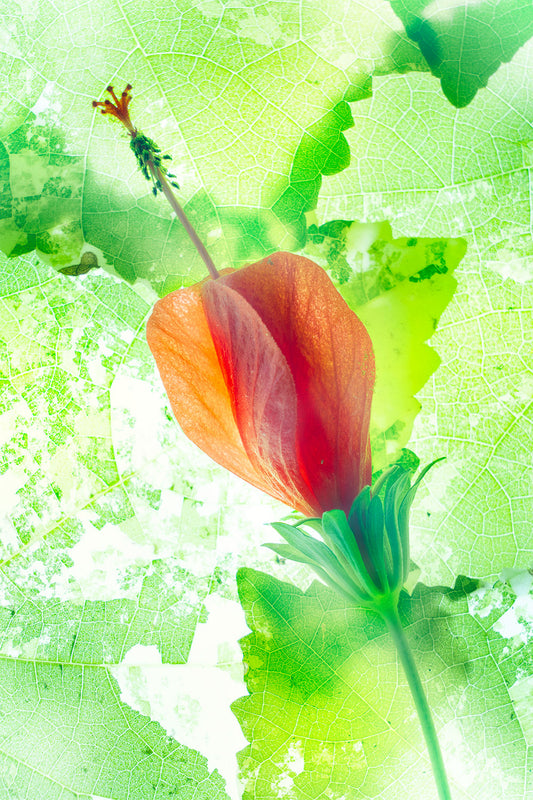Turk's Cap flower surrounded by translucent leaves in botanical wall photography