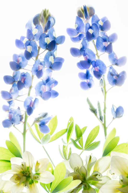 Two reconstructed Texas bluebonnets rising above green leaves and rare white Texas Indian paintbrush on a luminous lightbox background