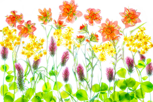Texas Indian Paintbrush, Engelmann's Daisy and Crimson Clover arranged in a Lightbox fine art photograph inspired by Texas spring wildflowers
