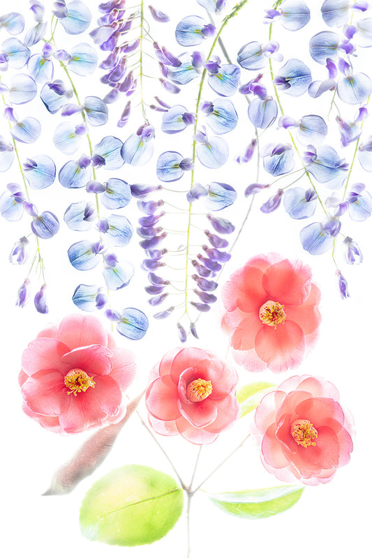 Texas wildflower photography of wisteria and camellias arranged on a lightbox with translucent detail
