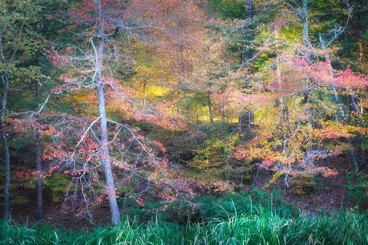 Fall Color