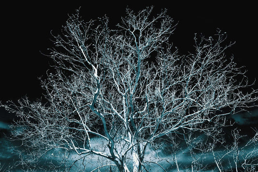 White Tree