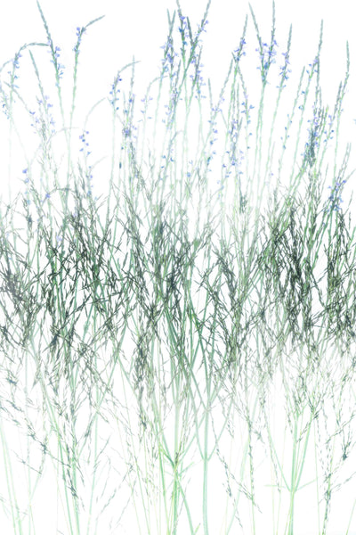Original high-key photo of wild grasses and soft blue wildflowers on a white background, matted and ready to frame.