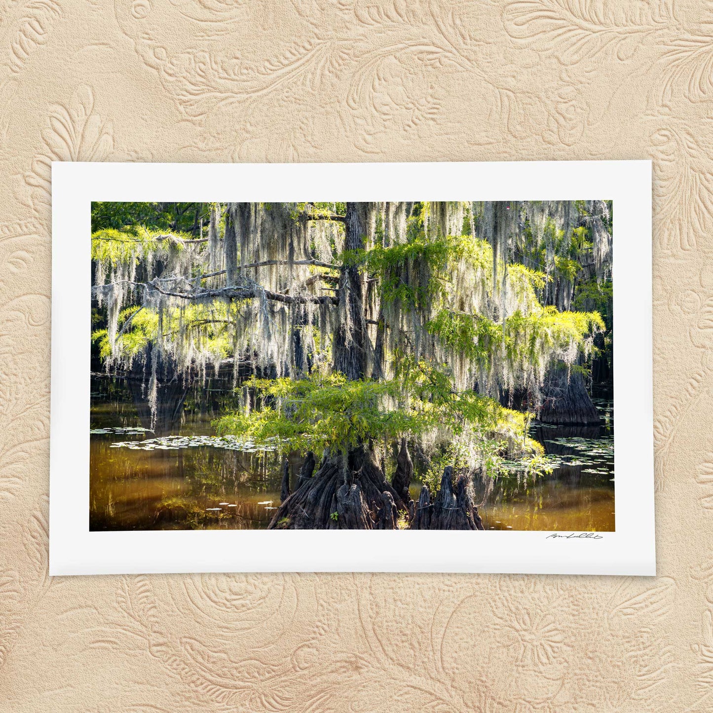 Bald Cypress — Saw Mill Pond