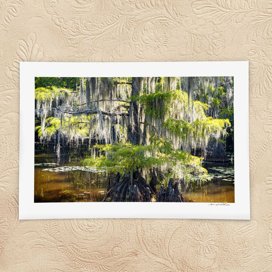Bald Cypress — Saw Mill Pond