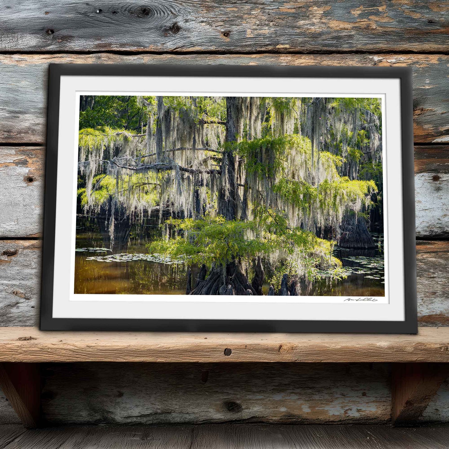Bald Cypress — Saw Mill Pond