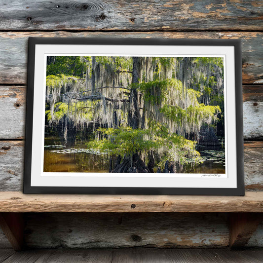 Bald Cypress — Saw Mill Pond