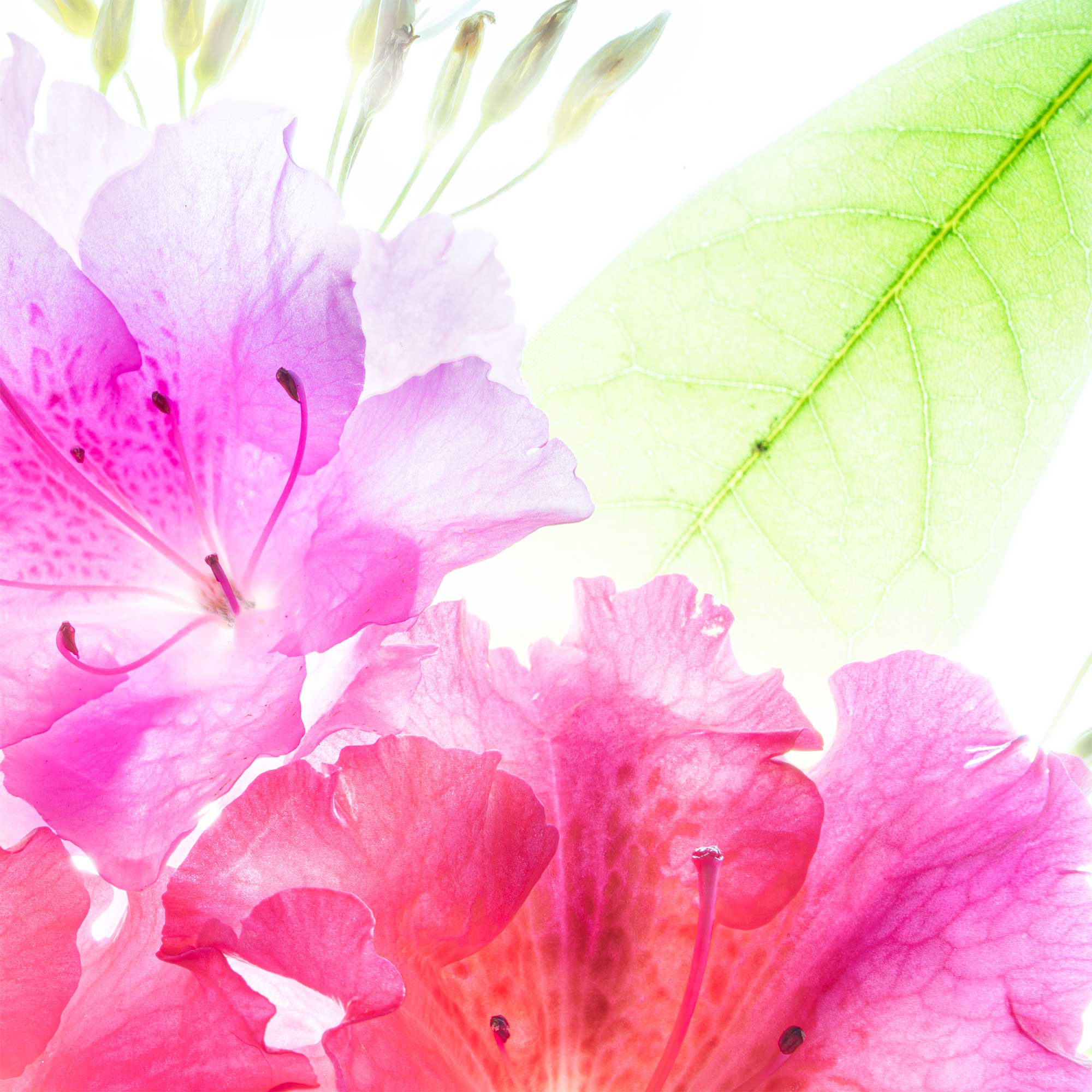Texas wildflowers photographed in soft light with delicate color and detail