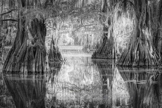 Black and white photo of Bald Cypress trees reflected in the still waters of Old Mill Pond at sunrise in Caddo Lake, Deep East Texas.