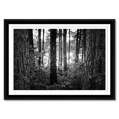 Mystic Woods