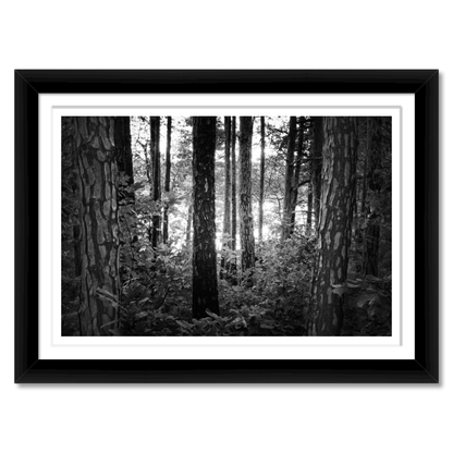 Mystic Woods