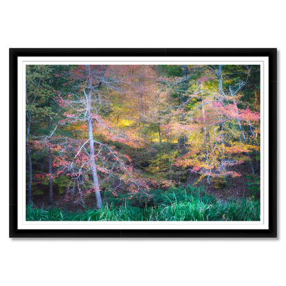 Fall Color