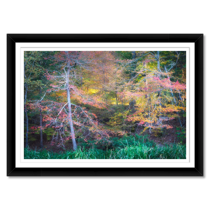 Fall Color