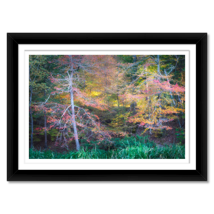 Fall Color