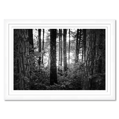 Mystic Woods