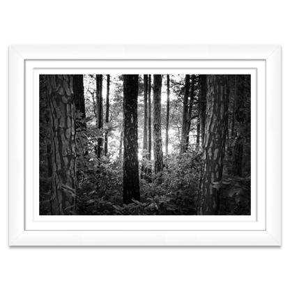 Mystic Woods
