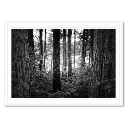 Mystic Woods