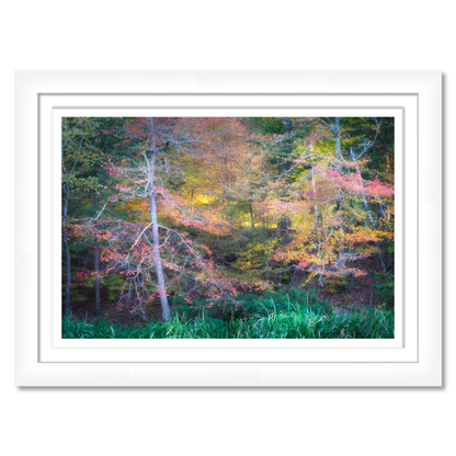 Fall Color