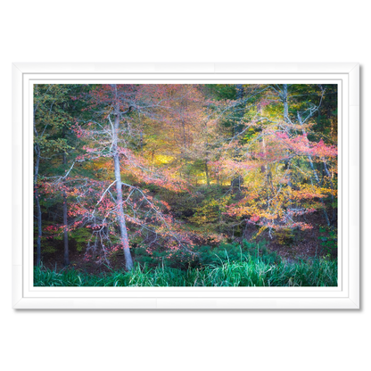 Fall Color