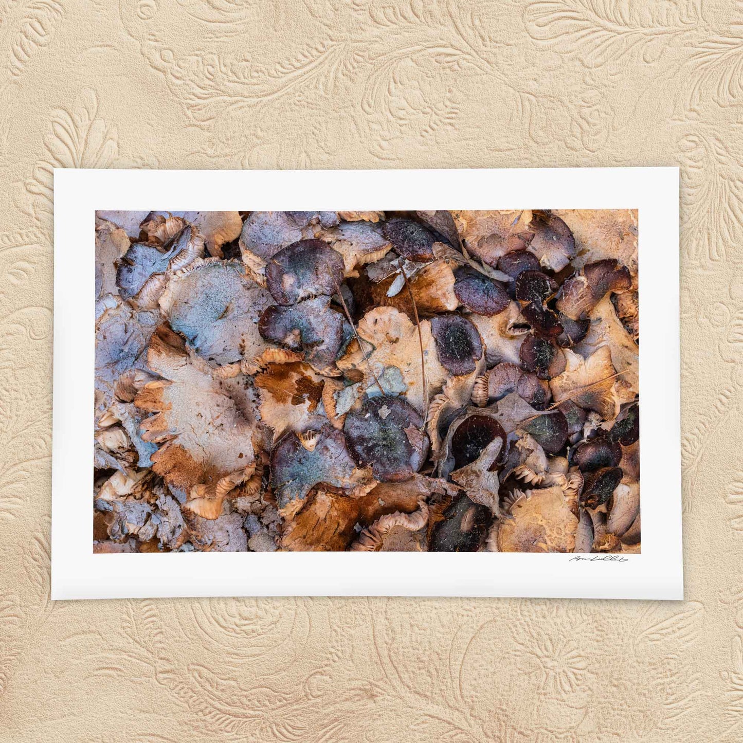 Decay Study — Fungal Growth