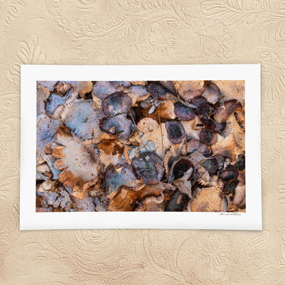 Decay Study — Fungal Growth