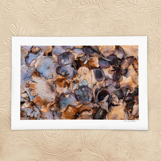 Decay Study — Fungal Growth