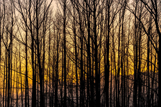 Central Texas sunrise with golden sky and silhouetted bare trees, peaceful and minimalist fine art photograph for framed wall display.
