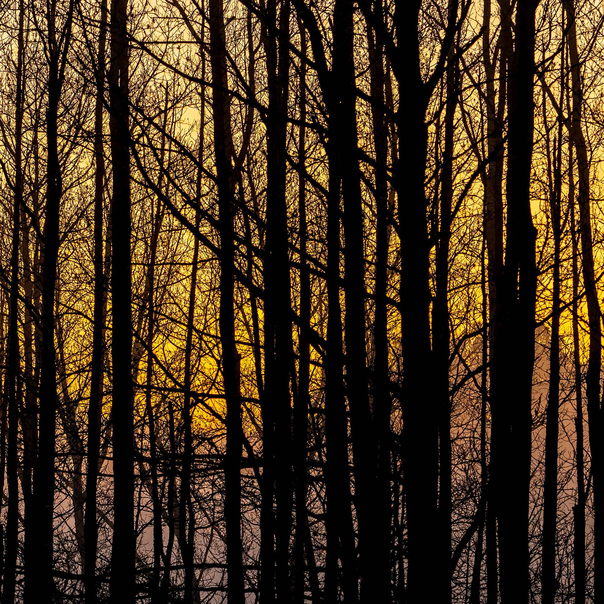 Tall trees in silhouette with golden light filtering through, fine art nature photograph