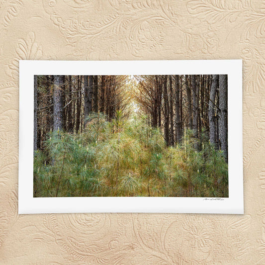 Pine Stand — New Growth