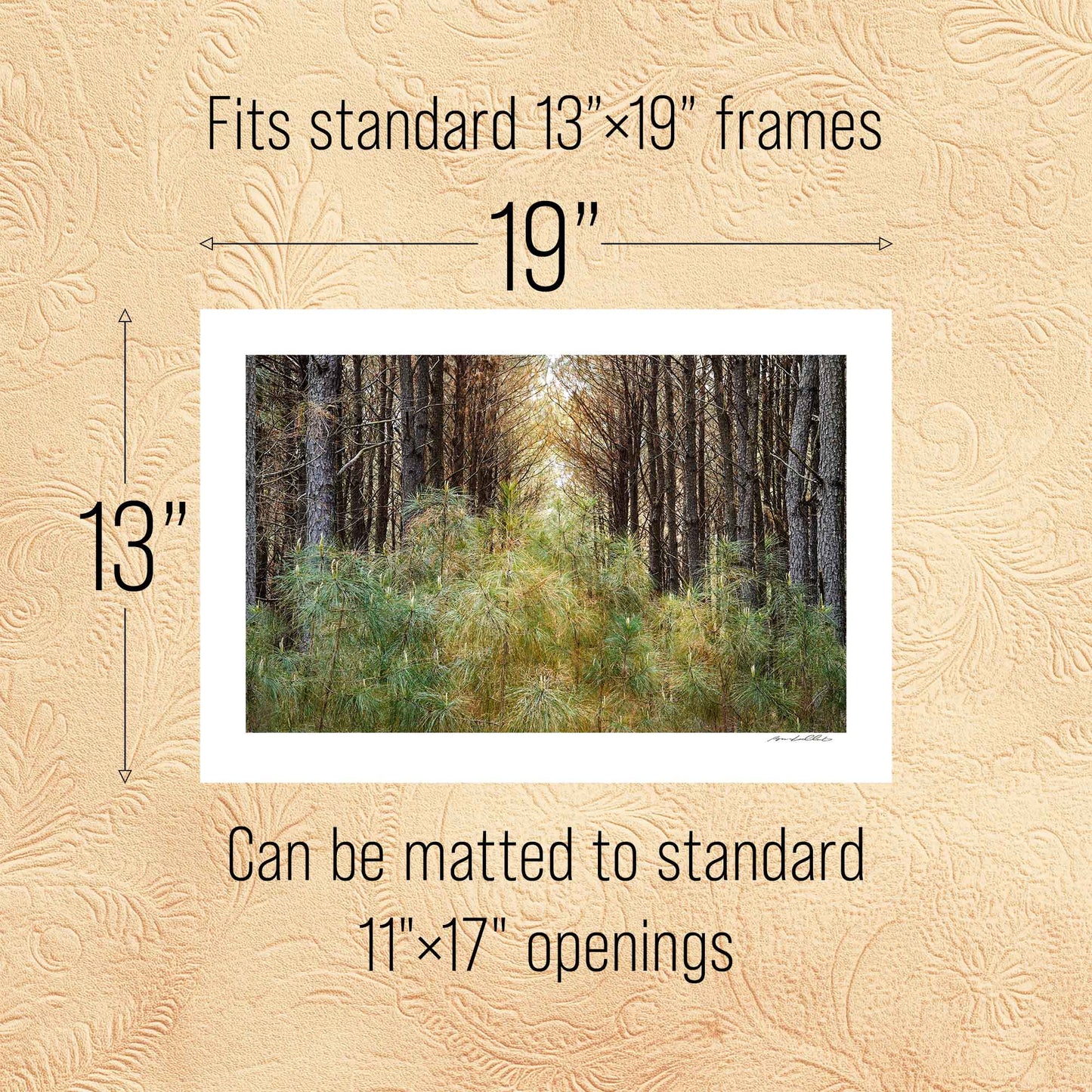 Pine Stand — New Growth