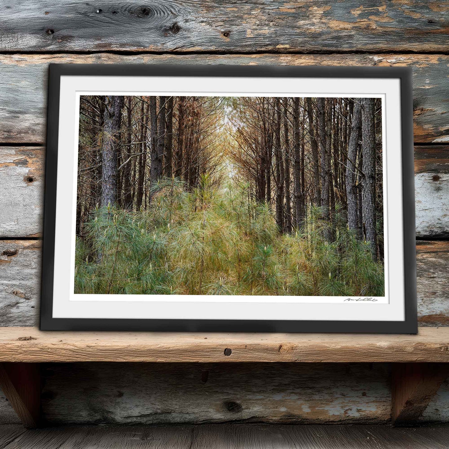 Pine Stand — New Growth