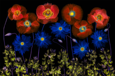 Colorful matted wall art photo of vivid red-orange poppies and electric blue wildflowers set against a black background. Ready to frame botanical artwork.