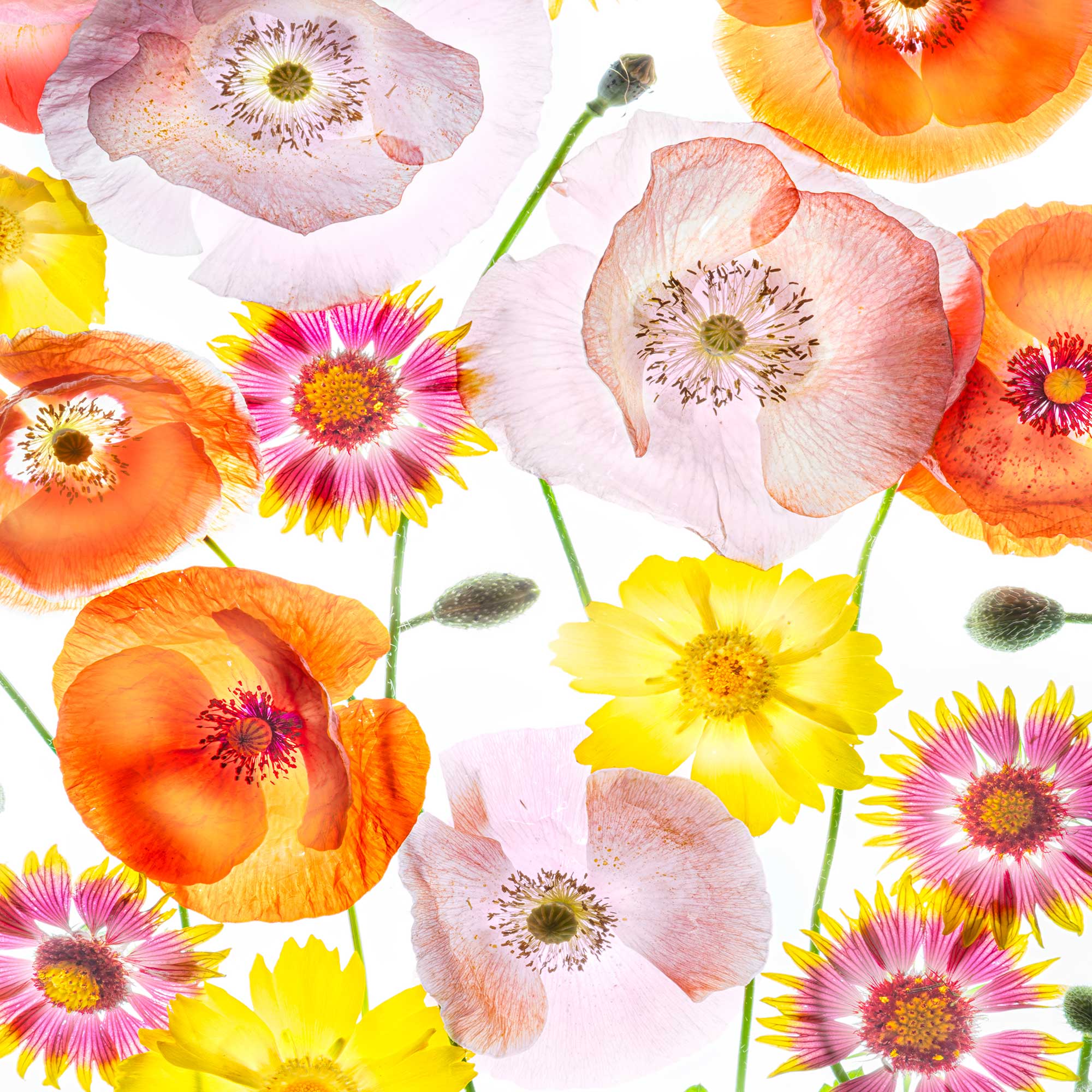 Arrangement of Texas wildflowers photographed on lightbox with bright, detailed composition