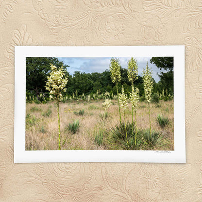 Yucca Field — Standing Forms