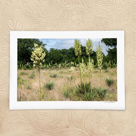 Yucca Field — Standing Forms