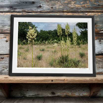 Yucca Field — Standing Forms