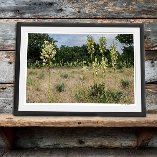 Yucca Field — Standing Forms